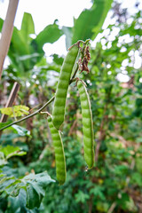 close-up of jicama seeds growing in a small garden
