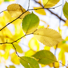 Branch with autumn leaves in the forest