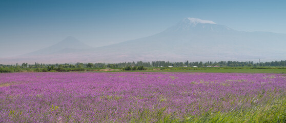 Field of pink wildflowers. Panoramic flower field and snowy mountains in the background