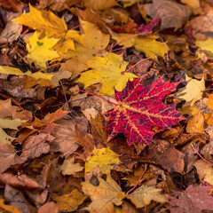 Naklejka na ściany i meble Autumn leaves on the ground in the forest