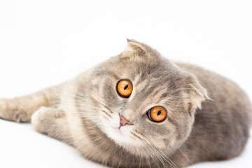 Scottish fold cat with big orange eyes on white background