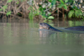 The giant otter or giant river otter (Pteronura brasiliensis)