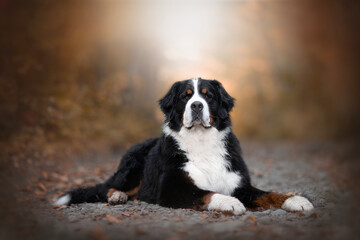 The Bernese Mountain Dog is a large dog breed
