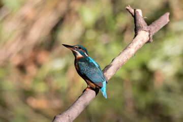 Common Kingfisher Alcedo atthis hunting by the river, beautiful colorful bird sitting on the branch and hunting fish, catching fish