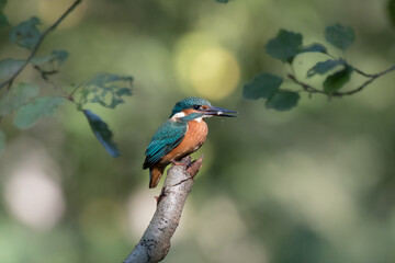 Common Kingfisher Alcedo atthis hunting by the river, beautiful colorful bird sitting on the branch and hunting fish, catching fish