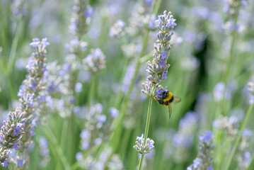 Bee on lavender in a lavender field