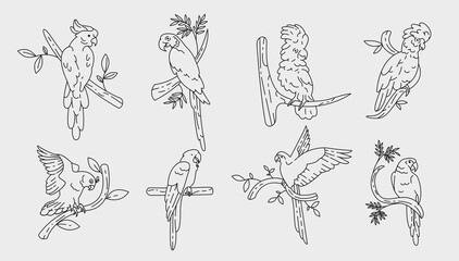 Parrots outline elements collection. Tropical birds line isolated set. Different parakeets in contour design