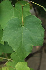 Green leaves of grapes on a branch.