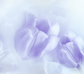 Fototapeta na wymiar Purple tulips. Floral background. Closeup. Nature. 