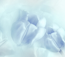 Fototapeta na wymiar Light blue tulips flowers. Floral white background. Closeup. Nature. 