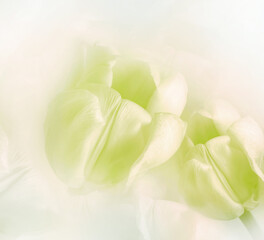 Yellow tulips.  Floral  background.  Closeup.  Nature.   