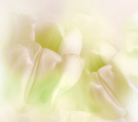 White tulips flowers. Floral white background. Closeup. Nature.	
