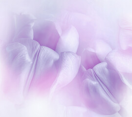 Purple-pink  tulips flowers. Floral white background. Closeup. Nature.	