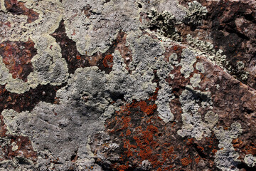 close-up texture of the stone background with lichen