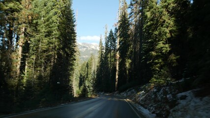 Driving auto in sequoia forest, perspective view from car. Large redwood coniferous trees and roadway near Kings Canyon. Road trip in national park of Northern California, USA. Hitchhiking traveling. © Dogora Sun
