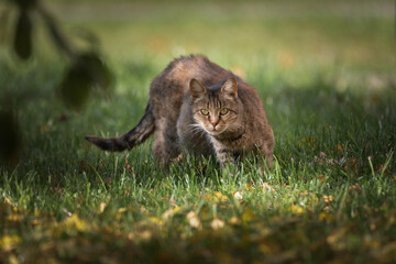 Fototapeta na wymiar Portrait of a beautiful purebred cat in the autumn park, close-up.