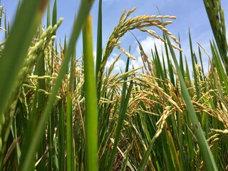 Indonesian local rice ready for harvest in a few weeks. The golden yellow color is a sign that the rice is ready to be harvested immediately.