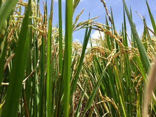 Fototapeta premium Indonesian local rice ready for harvest in a few weeks. The golden yellow color is a sign that the rice is ready to be harvested immediately.