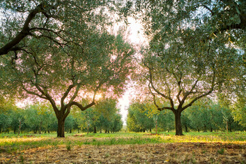 Olive tree plantation in Croatia