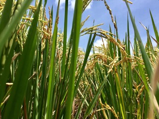 Indonesian local rice ready for harvest in a few weeks. The golden yellow color is a sign that the rice is ready to be harvested immediately.