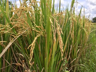 Indonesian local rice ready for harvest in a few weeks. The golden yellow color is a sign that the rice is ready to be harvested immediately.