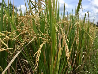 Indonesian local rice ready for harvest in a few weeks. The golden yellow color is a sign that the rice is ready to be harvested immediately.