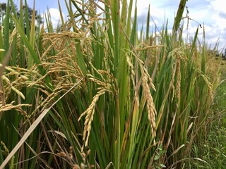 Naklejka premium Indonesian local rice ready for harvest in a few weeks. The golden yellow color is a sign that the rice is ready to be harvested immediately.