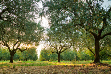 Olive tree plantation in Croatia