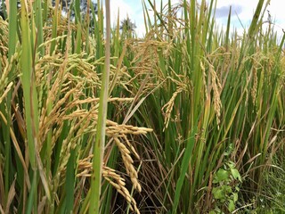 Obraz premium Indonesian local rice ready for harvest in a few weeks. The golden yellow color is a sign that the rice is ready to be harvested immediately.