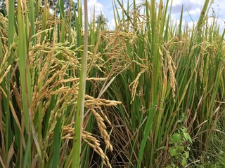 Indonesian local rice ready for harvest in a few weeks. The golden yellow color is a sign that the rice is ready to be harvested immediately.