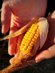 Kolba kukurydzy w dłoniach - obrazy, fototapety, plakaty
