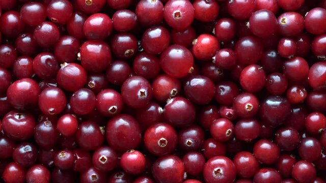 Harvest the red fresh cranberry, close up, top view. Beautiful texture with red berries background , rotate
