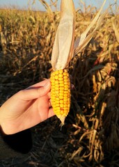 Kolba kukurydzy w dłoni