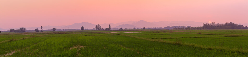 panoramic view of fields and mountains in the evening,Panoramic landscape of rice fields across the evening and beautiful sunsets. Fresh nature in northern Thailand concrete road in the field.