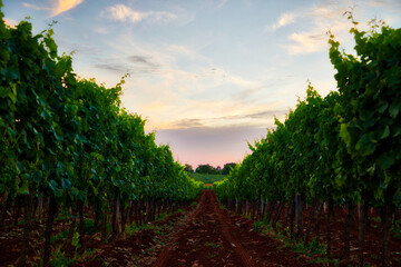 Naklejka premium Vineyard at sunrise in Novigrad, Croatia