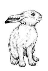 Hand-drawn image of a seated white hare. Lepus timidus.
