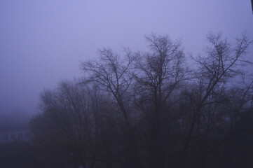 Fototapeta na wymiar misty morning mysticism 