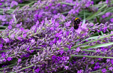 field of blooming purple lavender during flowering bee on lavender flower