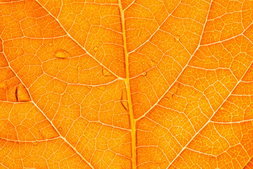 orange macro leaf,Macro image of a leaf showing the amazing details in leaves and also the amazing...