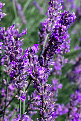 Obraz premium lavender field purple lavender flowers on a sunny day vertical