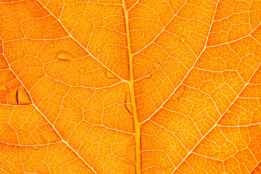 orange macro leaf,Macro image of a leaf showing the amazing details in leaves and also the amazing colors found in them also,Backgrounds, Abstract Backgrounds, Leaf, Autumn, Nature