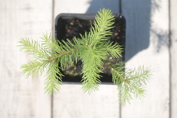 picea abies świerk pospolity