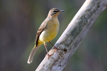 bergeronnette des ruisseaux sur  une branche sous le soleil de l'automne