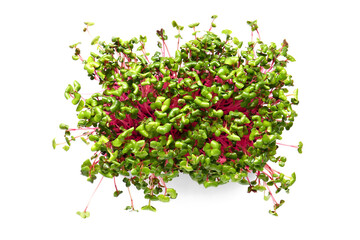 Fresh organic micro green on white background