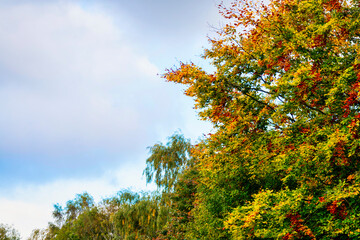 Autumn tree with vibrant leaves against a cloudy autumnal sky,Hampshire,United Kingdom.