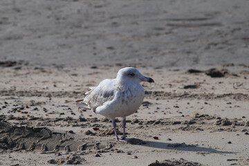 European herring gull (Larus argentatus)
