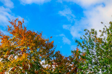 Autumn tree with vibrant leaves against a blue sky with cumulus clouds autumnal sky,Hampshire,United Kingdom.