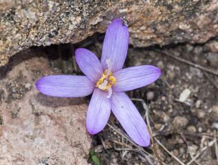 Colchicum corsicum, Colchicum verlaqueae