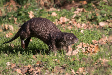European otter, Lutra lutra, emerged from the river and walks on green grass, a predatory mammal of the mustelid family