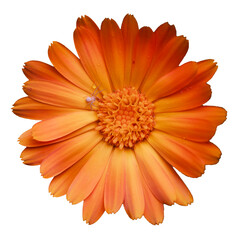 Orange calendula flower, top view. A little spider on a flower. Isolated on a white background.